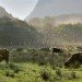 Highland Cattle